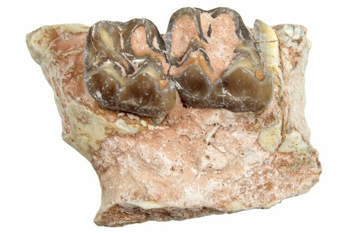 Fossil Horse (Mesohippus) Jaw Section - South Dakota #254952